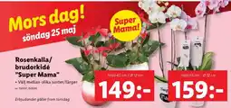 Lidl Rosenkalla/brudorkidé 'Super Mama' 40 cm erbjuda