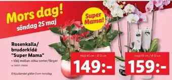 Lidl Rosenkalla/brudorkidé 'Super Mama' 40 cm erbjuda