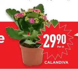 Willys Hemma CALANDIVA erbjuda