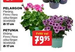 Jem&Fix PELARGON erbjuda