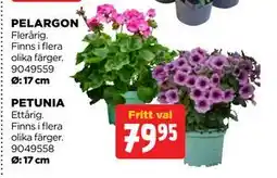 Jem&Fix PETUNIA erbjuda