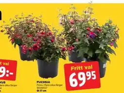Jem&Fix FUCHSIA erbjuda