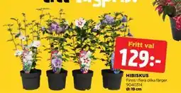 Jem&Fix HIBISKUS erbjuda