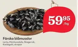 Hemköp Färska blåmusslor erbjuda