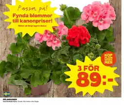 Coop Pelargoner erbjuda