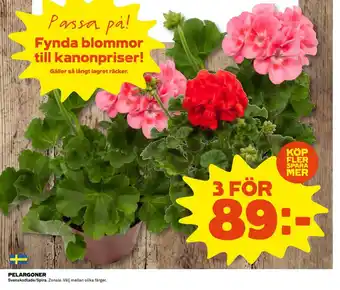 Coop Pelargoner erbjuda