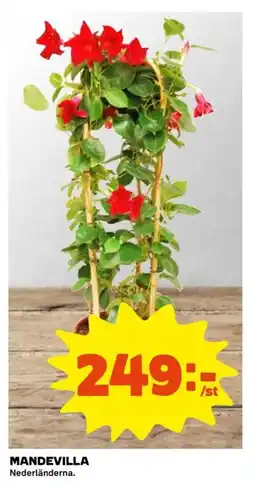 Coop Mandevilla erbjuda
