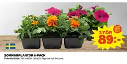Coop Sommarplantor 6-pack erbjuda