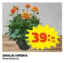 Coop Dahlia i kruka erbjuda