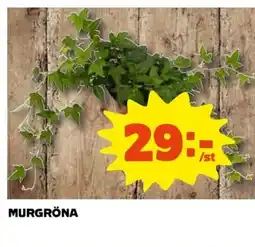 Coop Murgröna erbjuda