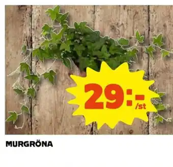 Coop Murgröna erbjuda