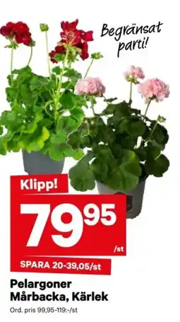 City Gross Pelargoner mårbacka, kärlek erbjuda