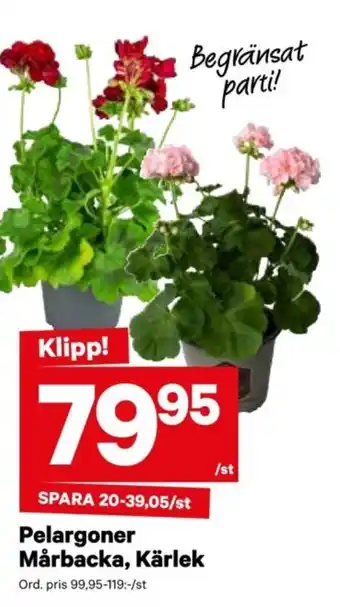City Gross Pelargoner mårbacka, kärlek erbjuda