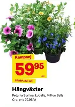 City Gross Hängväxter erbjuda