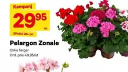 City Gross Pelargon zonale erbjuda