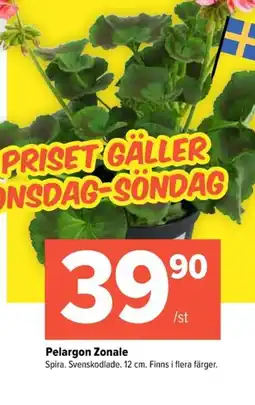 Coop Extra Pelargon zonale erbjuda