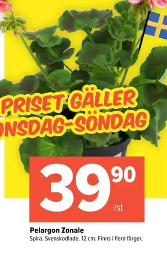 Coop Extra Pelargon zonale erbjuda