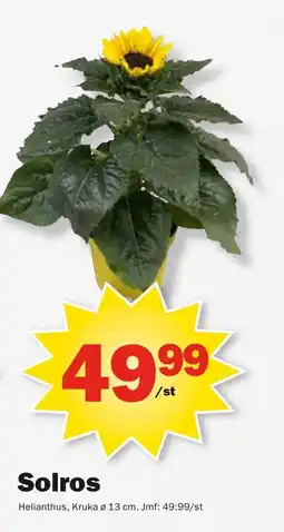 Pekås Solros erbjuda