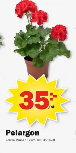 Pekås Pelargon erbjuda