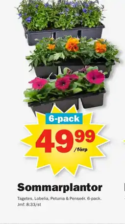 Pekås Sommarplantor erbjuda