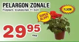 Nya Pulsen Pelargon zonale erbjuda