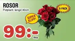 Nya Pulsen POTPLANT Rosor erbjuda