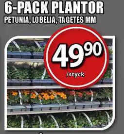 Extra Mjällby Stormarknad 6-pack plantor erbjuda