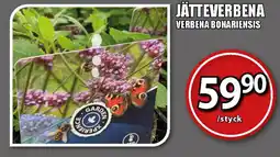 Extra Mjällby Stormarknad Jätteverbena erbjuda