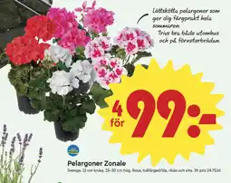 ICA Nära Pelargoner zonale erbjuda