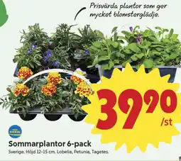 ICA Nära Sommarplantor 6-pack erbjuda