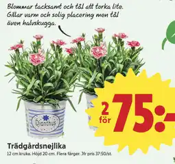ICA Nära Trädgårdsnejlika erbjuda