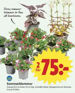 ICA Nära Sommarblommor erbjuda