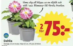 ICA Nära Dahlia erbjuda