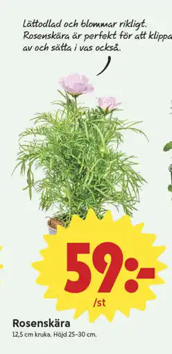 ICA Nära Rosenskära erbjuda