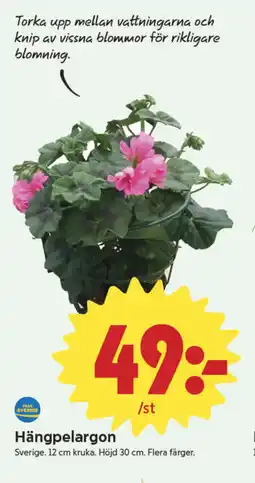 ICA Nära Hängpelargon erbjuda