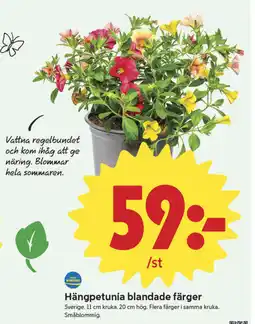 ICA Nära Hängpetunia blandade färger erbjuda