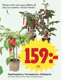 ICA Nära Paprikaplanta, tomatplanta, chiliplanta erbjuda