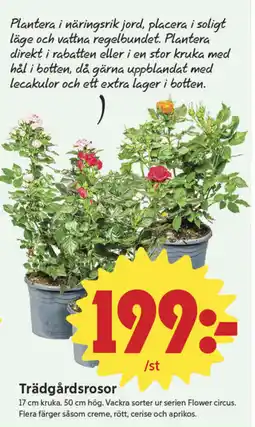 ICA Nära Trädgårdsrosor erbjuda