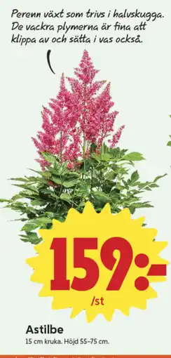 ICA Nära Astilbe erbjuda
