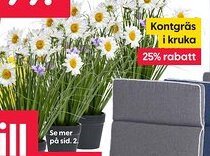 Rusta Kontgräs i kruka erbjuda