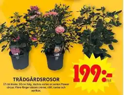 ICA Maxi Trädgårdsrosor erbjuda