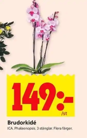 ICA Kvantum Brudorkidé erbjuda