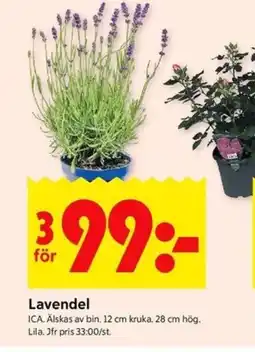 ICA Kvantum Lavendel erbjuda