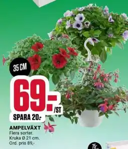 ÖoB AMPELVÄXT erbjuda