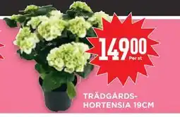 Willys Hemma TRÄDGÅRDSHORTENSIA 19CM erbjuda
