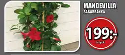 Extra Mjällby Stormarknad Mandevilla erbjuda