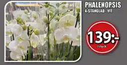 Extra Mjällby Stormarknad Phalenopsis erbjuda