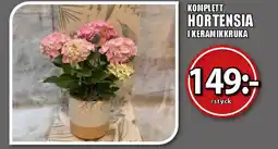Extra Mjällby Stormarknad Komplett hortensia i keramikkruka erbjuda