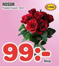 Nya Pulsen Rosor erbjuda