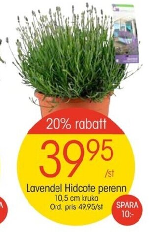 EKO Lavendel Hidcote perenn erbjuda